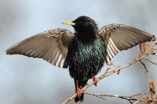 Star mit ausgebreiteten Flügeln, sitzt auf einem Ast | © Dieter Hopf
