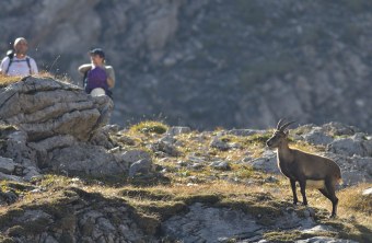 Steinbock und Wanderer | © Henning Werth