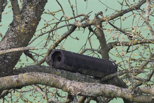 Niströhre | © Daniel Scheffler