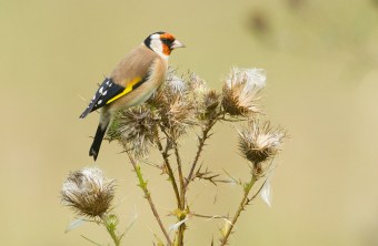 Stieglitz sitzt auf Distelblüten | © Rosl Rößner