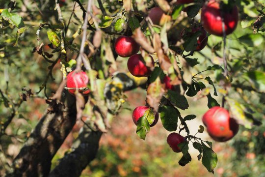 Streuobst | © Franziska Wenger