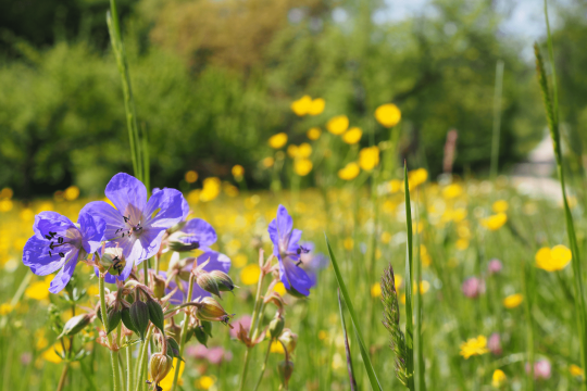 Streuobstwiese | © Franziska Wenger