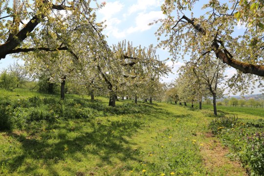 Streuobstwiese | © P. Pria