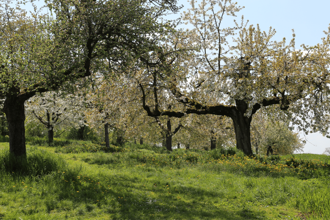 Blühende Bäume auf Streuobstwiese | ©Thomas Staab