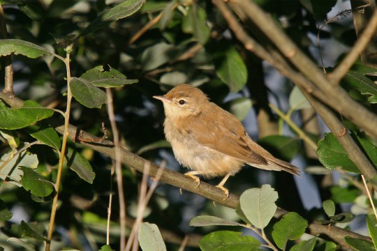 Teichrohrsänger auf Ast | © Dr. Christoph Moning
