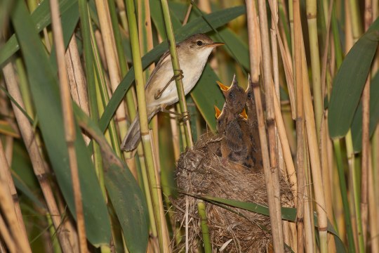 Teichrohrsänger am Nest | © Andreas Hartl