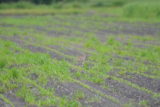 Auf einem Feld steht gut getarnt ein großer Brachvogel. | © A. Scholz