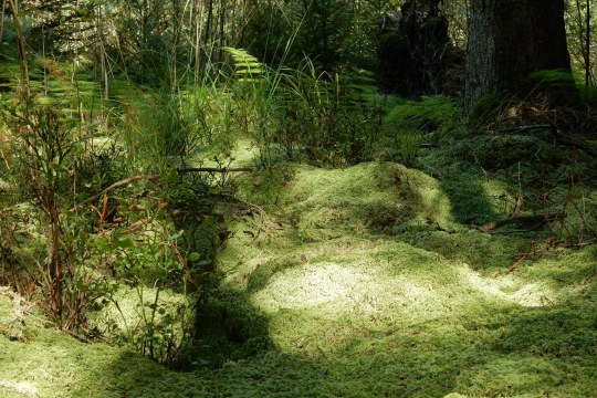 Torfmoosen | © Christian Stierstorfer