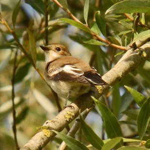 Trauerschnäpper | © Tobias Ettenhuber