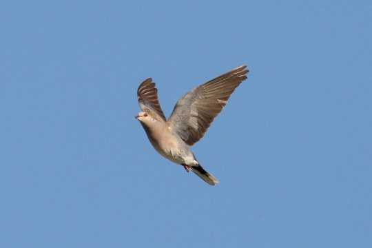Turteltaube im Flug | © Zdenek Tunka