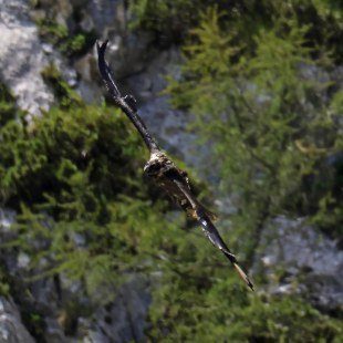 Bartgeier Vinzenz im Flug | © Markus Leitner