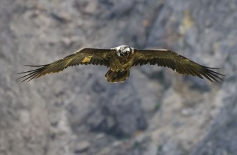 Wally frontal vor Fels | © Markus Leitner