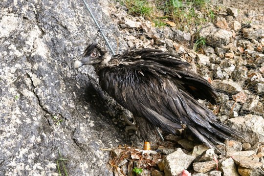 Bartgeier Wally am Schutzzaun | © Hansruedi Weyrich