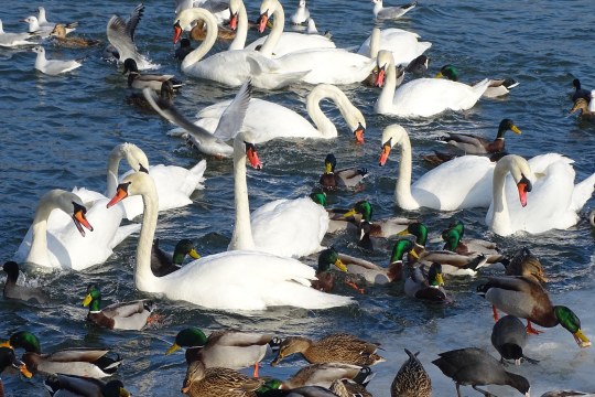 Wasservögelansammlung | © Nadia Baumgart