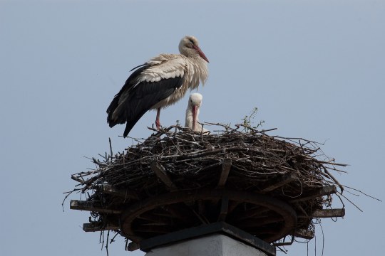 Weißstorchpaar im Horst | © Wolfgang Lorenz