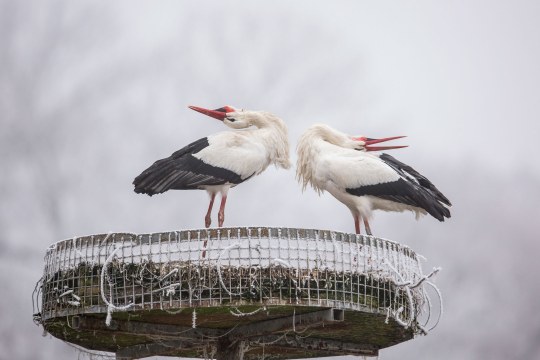 Weissstoerche im Winter | © Ralph Sturm