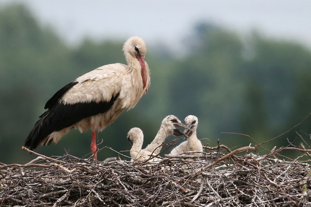 Weißstorch mit Jungvögeln im Horst | © Richard Straub