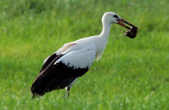 Weißstorch mit erbeuteter Maus im Schnabel in grüner Wiese | © S. Muthsam