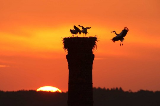 Ein Weißstorch Nest auf einem Schornstein vor der untergehenden Sonne. Ein Weißstorch im Anflug, drei im Nest. | © Zdenek Tunka
