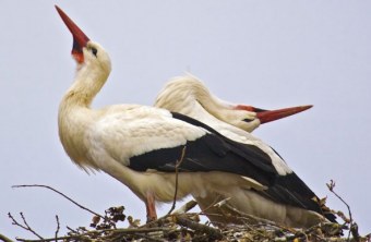 Klapperndes Weißstorchpaar im Horst | © K. Reindl