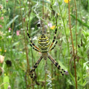 Wepenspinne  | © Thomas Staab