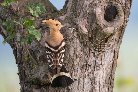 Wiedehopf | © Markus Glaessel