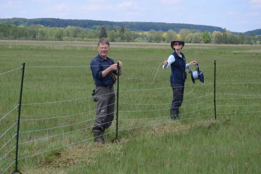 Schutzzaun für Wiesenbrüter wird von einem Mann und einer Frau aufgebaut | © Dr. Andreas von Lindeiner