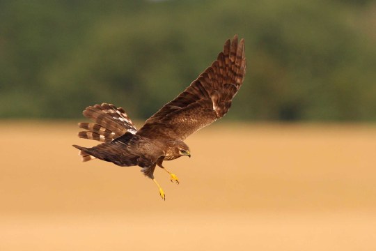 Wiesenweihe im Flug | © Zdenek Tunka