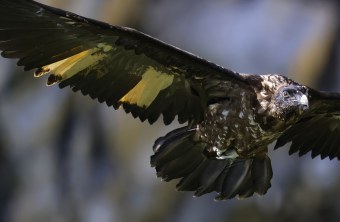 Wiggerl Nahaufnahme |© Markus Leitner