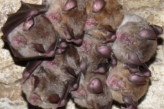 Wintercluster Große Hufeisennasen | © Rudi Leitl