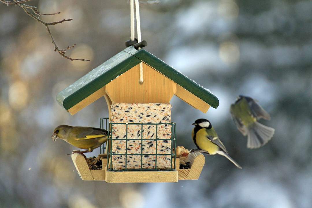 Gruenfink und Kohlmeisen an einem Futterhäuschen | © Ingo Rittscher