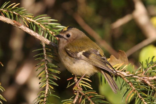 Wintergoldhähnchen auf Nadelbaum | © Hans-Joachim Fünfstück