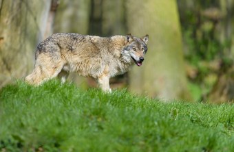 Wolf auf einer Wiese | © Christoph Bosch