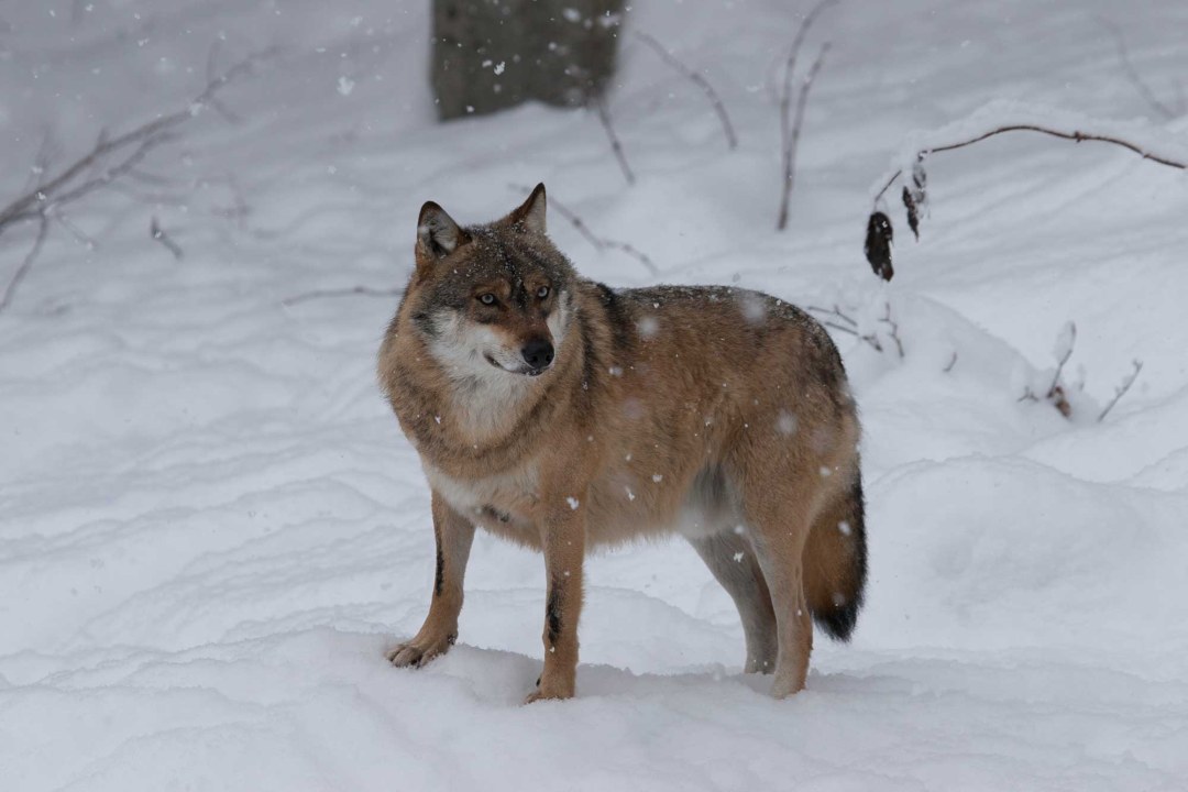 Ein Wolf steht im Schnee, es schneit | © Marcus Bosch