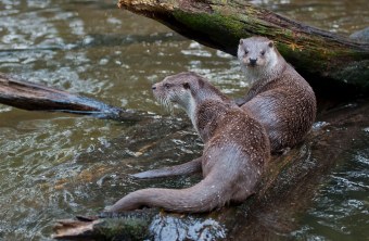 Zwei Fischotter sitzen im seichten Wasser auf einem Stamm, einer schaut in die Kamera | © Wolfgang Lorenz