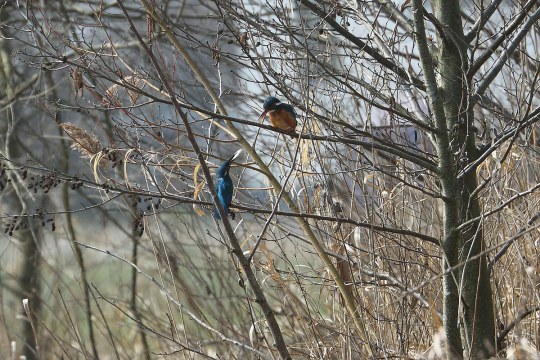 Zwei Eisvögel auf Ästen | © Carl-Peter Herbolzheimer