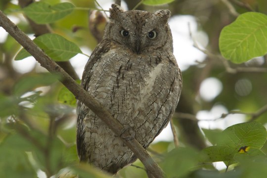 Zwergohreule sitzt auf einem Ast und guckt in die Kamera | © Rosl Rößner