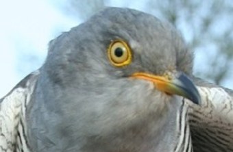 Portrait eines Senderkuckucks | © F. Herzog