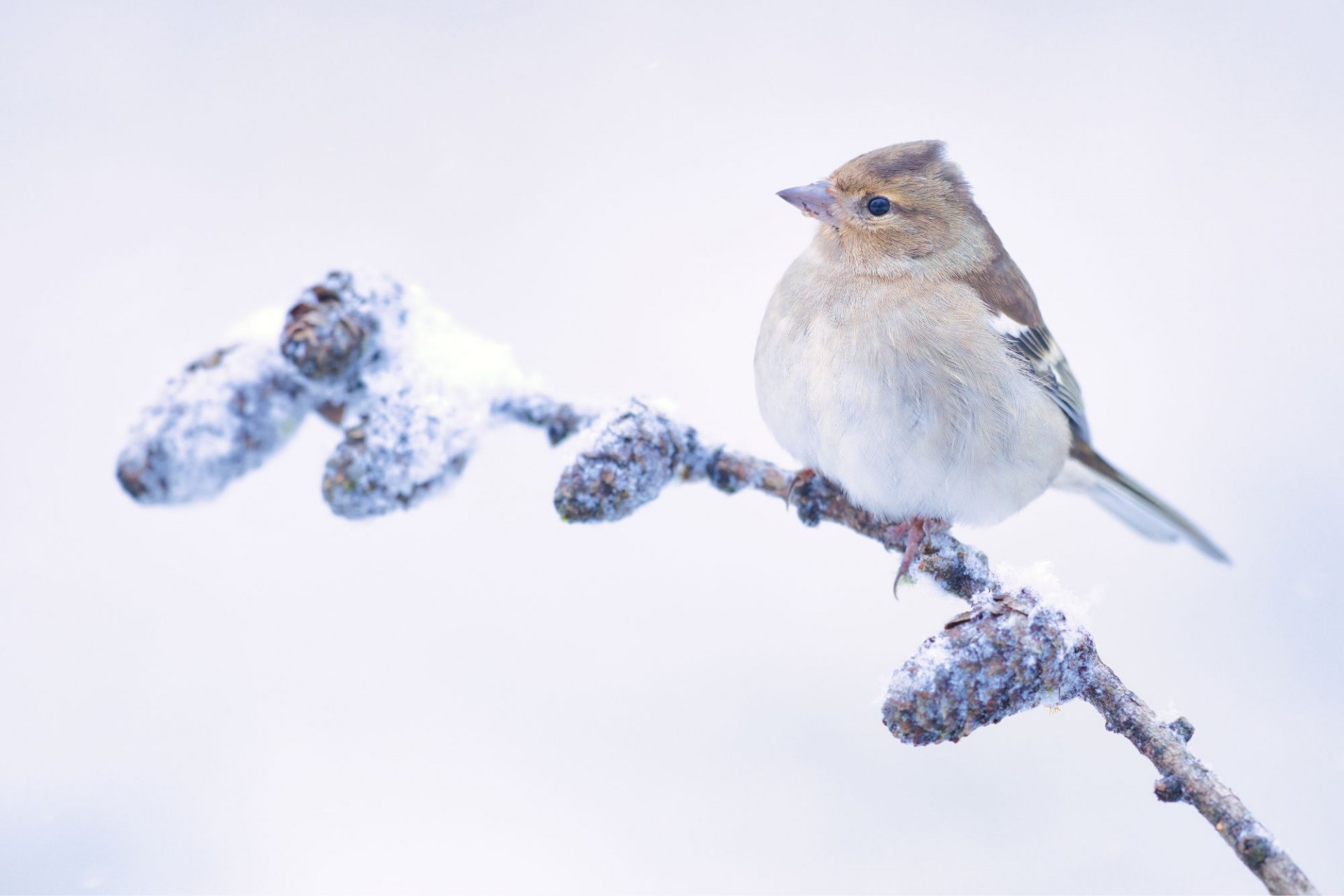 Buchfink sitzt auf einem frostigen Ast | © Andreas Breuter