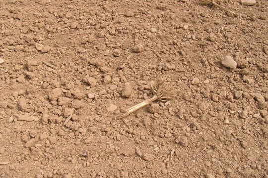 trockener, staubiger Ackerboden | © Thomas Rödl