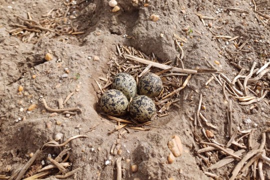 Kiebitzgelege im Feld | © Josef Kaltenegger