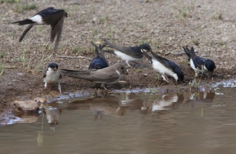 Sieben Felsenschwalben an Wasserstelle | © Dr. Christoph Moning