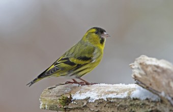 Ein Erlenzeisig sitzt auf einem abgestorbenen Ast | © Dr. Christoph Moning