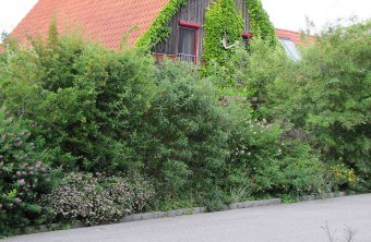 Artenreiche Hecke aus unterschiedlichen Büschen | © Birgit Helbig