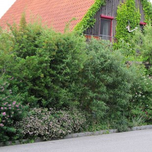 Artenreiche Hecke aus unterschiedlichen Büschen | © Birgit Helbig