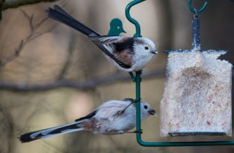 Zwei Schwanzmeisen fressen an einem Fettkuchen in einer Metallhalterung | © Andreas Hartl