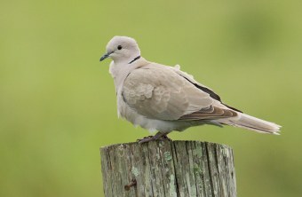 Eine Türkentaube sitzt auf einem Holzpfahl | © Rosl Roessner