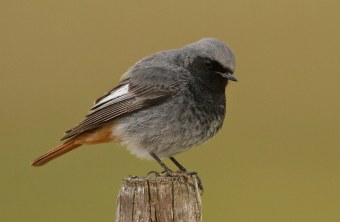 Ein Hausrotschwanzmännchen sitzt auf einem Holzpfahl | © Rosl Roessner