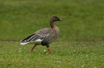 Kurzschnabelgans auf grüner Wiese | © Rosl Rößner