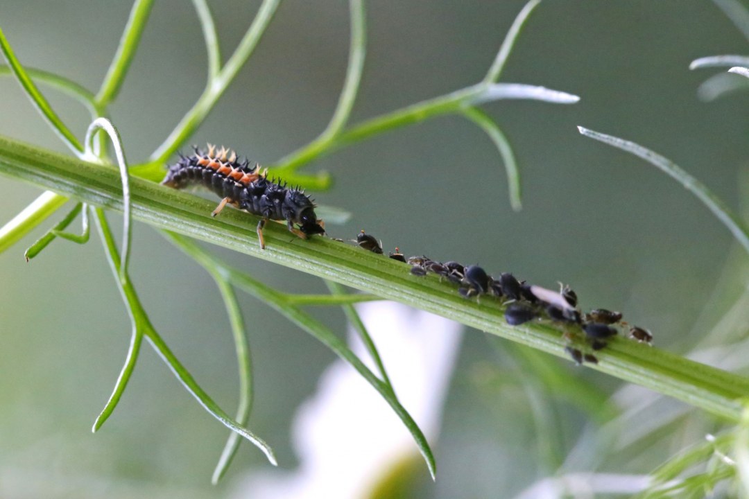 Eine Marienkäfer-Larve frisst ihre Leibspeise, Blattläuse | © Peter Bria
